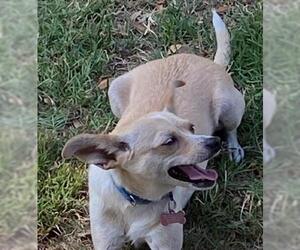 Carey Martin - Female Mutt Dog for Adoption - Photo #2