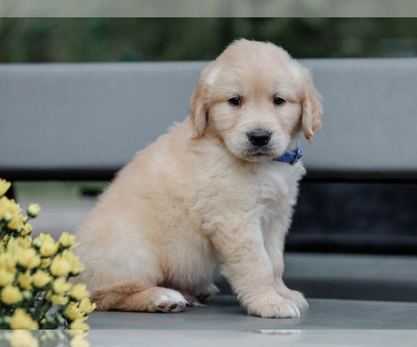 Medium Photo #3 Golden Retriever Puppy For Sale in LIBERTY, KY, USA