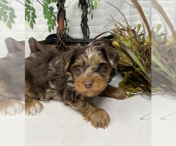 Medium Photo #33 Shorkie Tzu Puppy For Sale in SELLERSBURG, IN, USA