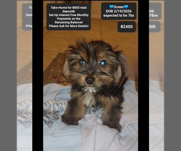 Medium Photo #2 Yorkshire Terrier Puppy For Sale in TUCSON, AZ, USA