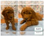 Puppy Rusty Goldendoodle