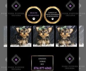 Yorkshire Terrier Puppy for sale in WARSAW, IN, USA