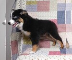 Small #5 Miniature Australian Shepherd