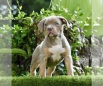 Puppy Monstera Jack Russell Terrier