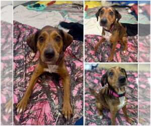 Labbe Dogs for adoption in Fort Wayne, IN, USA