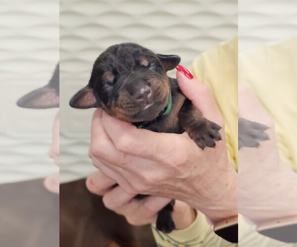 Medium Photo #3 Doberman Pinscher Puppy For Sale in ALLIANCE, OH, USA