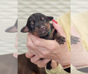 Medium Doberman Pinscher