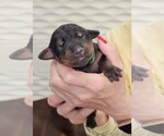 Puppy Puppy 2 Doberman Pinscher