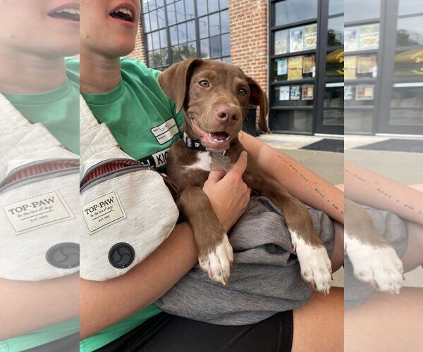Medium Photo #22 Labrador Retriever-Unknown Mix Puppy For Sale in Holly Springs, NC, USA