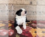 Small #3 Border Collie