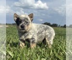 Small #1 Australian Cattle Dog