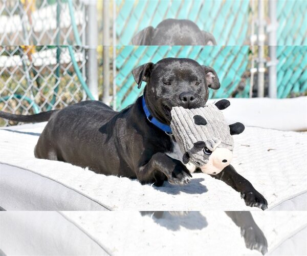 Medium Photo #3 Labrador Retriever-Unknown Mix Puppy For Sale in Spring Lake, NJ, USA