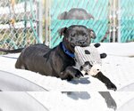 Small Photo #3 Labrador Retriever-Unknown Mix Puppy For Sale in Spring Lake, NJ, USA