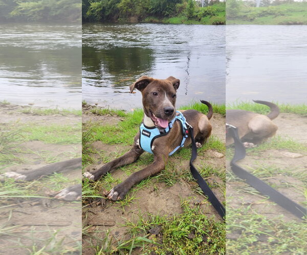 Medium Photo #4 American Pit Bull Terrier-Unknown Mix Puppy For Sale in Germantown, OH, USA
