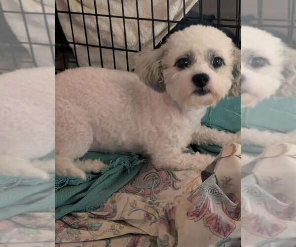Medium Photo #3 Maltese-Unknown Mix Puppy For Sale in San Diego , CA, USA