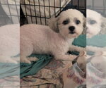 Small #2 Maltese Mix