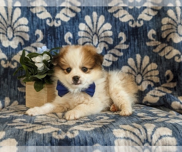 Medium Photo #4 Pomeranian Puppy For Sale in CHRISTIANA, PA, USA