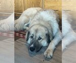 Small Akbash-Anatolian Shepherd Mix