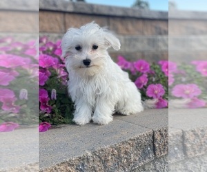 Maltese Puppy for sale in CANOGA, NY, USA