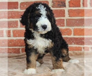 Bernedoodle Puppy for sale in PEACH BOTTOM, PA, USA