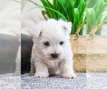 Small Photo #3 West Highland White Terrier Puppy For Sale in SYRACUSE, IN, USA