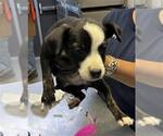 Small Labrador Retriever Mix