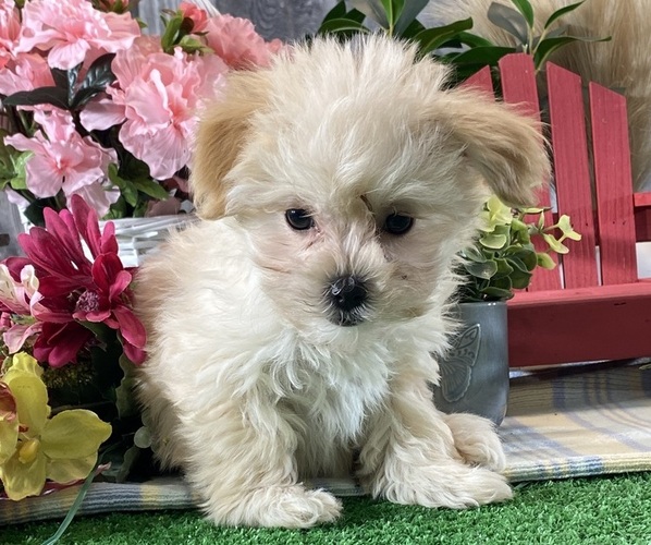 Medium Photo #2 Maltipoo (Toy) Puppy For Sale in CANOGA, NY, USA