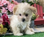 Small #1 Maltipoo (Toy)