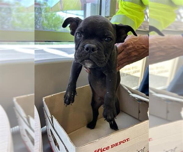Medium Photo #1 American Bulldog Puppy For Sale in San Antonio, TX, USA