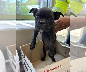 American Bulldog Dogs for adoption in San Antonio, TX, USA