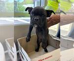 Small American Bulldog