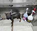 Small #7 German Shepherd Dog Mix