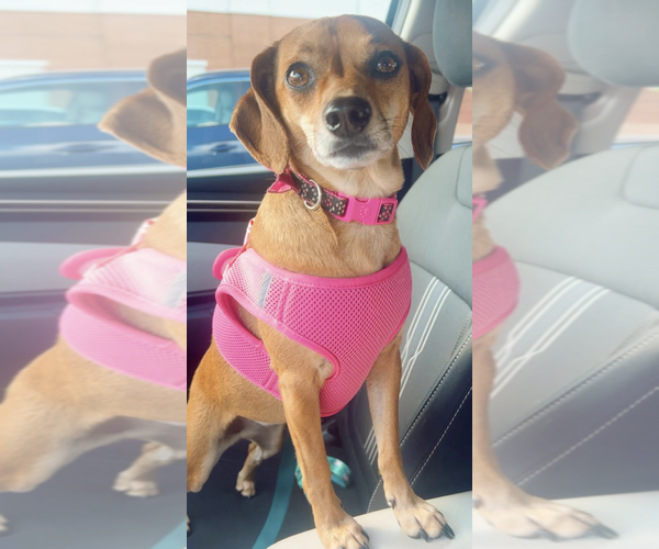 Medium Photo #4 Chiweenie Puppy For Sale in Decatur, GA, USA