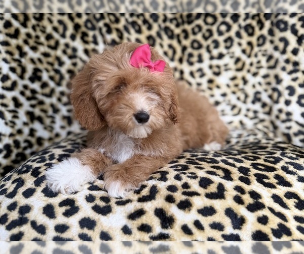 Medium Photo #8 Cockapoo (Miniature) Puppy For Sale in LAKELAND, FL, USA