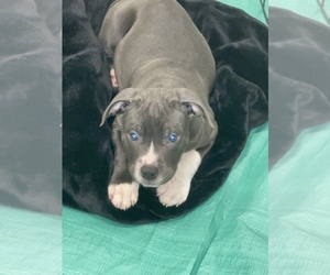 Bullypit Puppy for sale in LYNNWOOD, WA, USA