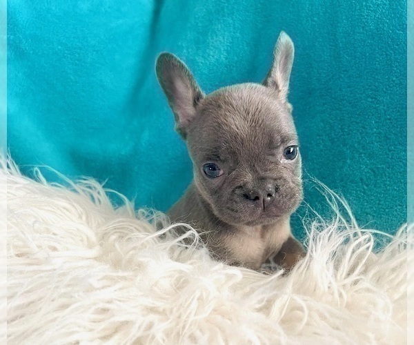 Medium Photo #7 French Bulldog Puppy For Sale in CHARLOTTESVILLE, VA, USA