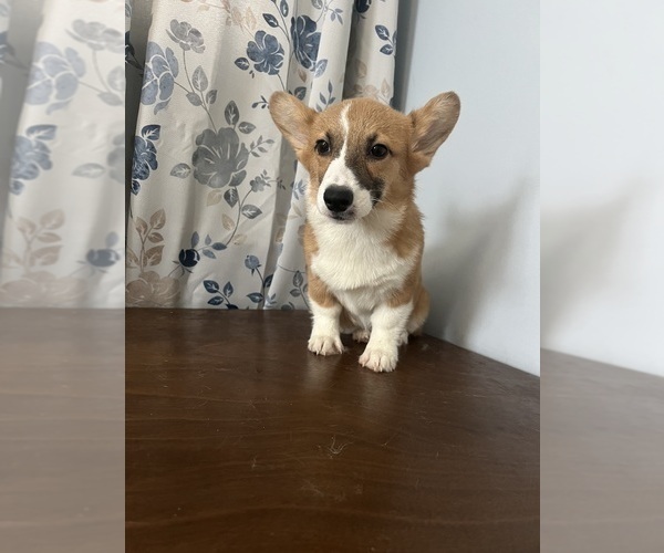 Medium Photo #35 Pembroke Welsh Corgi Puppy For Sale in DURHAM, CT, USA