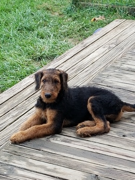 Medium Photo #1 Airedale Terrier Puppy For Sale in COLUMBUS, IN, USA