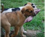 Small Photo #18 Catahoula Leopard Dog-Unknown Mix Puppy For Sale in Spring, TX, USA