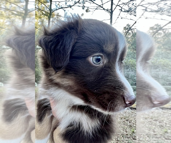 Medium Photo #1 Australian Shepherd Puppy For Sale in MOSELLE, MS, USA
