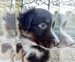 Small Photo #1 Australian Shepherd Puppy For Sale in MOSELLE, MS, USA