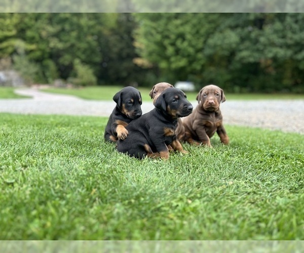 Medium Photo #7 Doberman Pinscher Puppy For Sale in WESTON, WI, USA