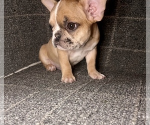 French Bulldog Puppy for sale in COLUMBIA, MD, USA