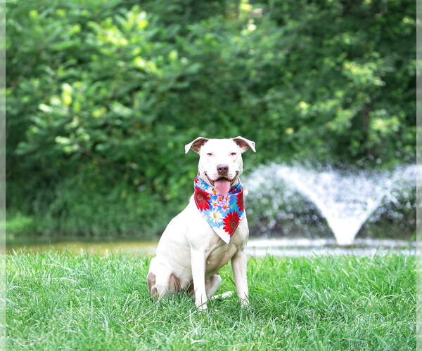 Medium Photo #2 Mutt Puppy For Sale in Unionville, PA, USA