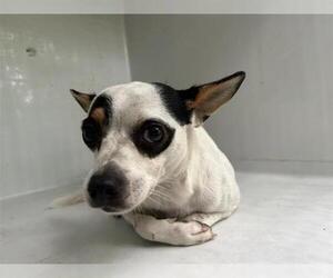 Chihuahua-Unknown Mix Dogs for adoption in Houston, TX, USA