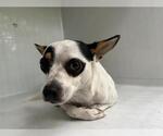 Small Chihuahua Mix