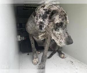 Great Dane Dogs for adoption in Houston, TX, USA