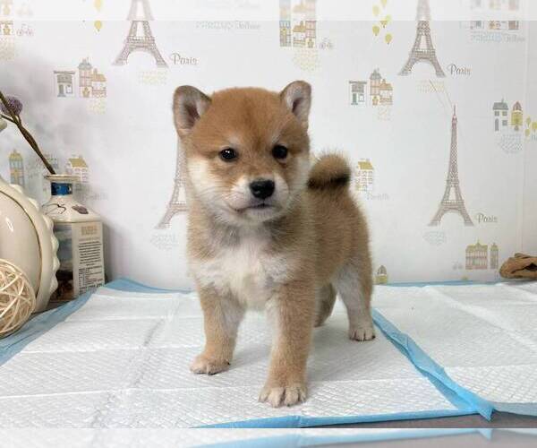 Medium Photo #1 Shiba Inu Puppy For Sale in SAN FRANCISCO, CA, USA
