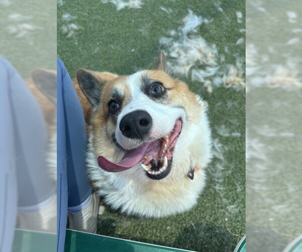 Medium Photo #1 Pembroke Welsh Corgi Puppy For Sale in Pasadena, TX, USA