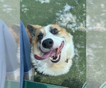 Small Pembroke Welsh Corgi